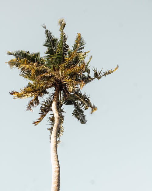 有关低角度拍摄, 垂直拍摄, 晴朗的天空的免费素材图片