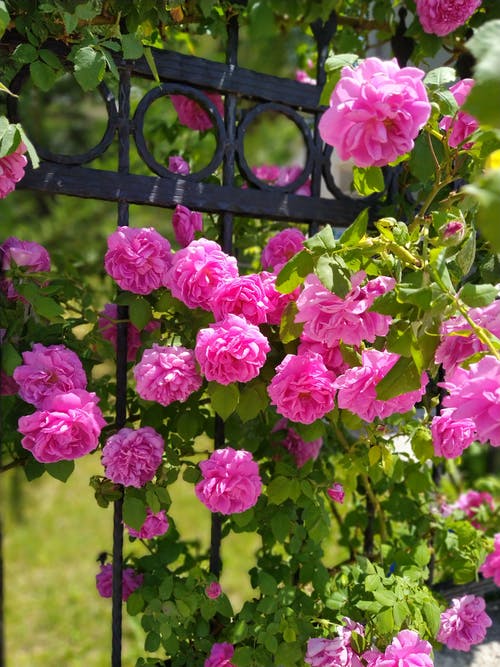 有关垂直拍摄, 大马士革玫瑰, 植物群的免费素材图片