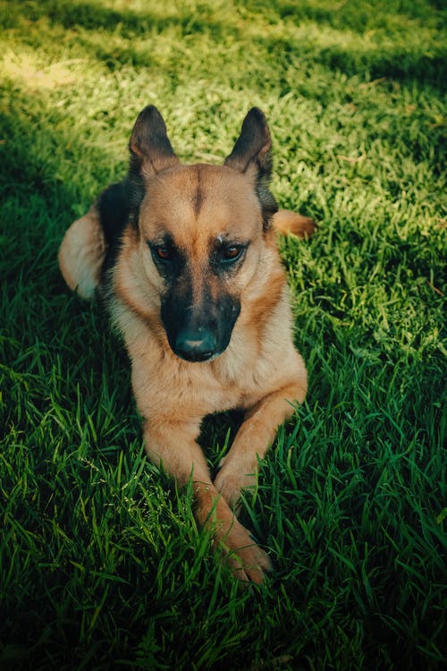 有关動物攝影, 垂直拍摄, 寵物的免费素材图片