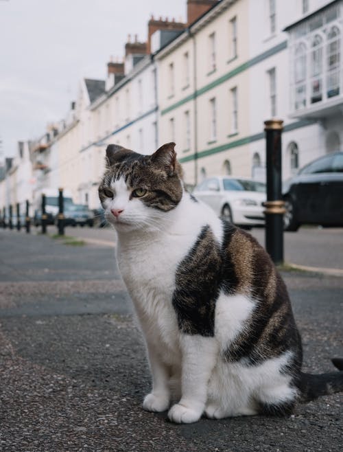 有关可爱, 可爱的, 坐的免费素材图片
