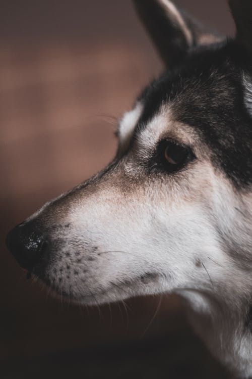 有关动物, 垂直拍摄, 模糊的背景的免费素材图片