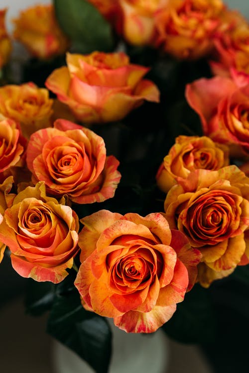 有关垂直拍摄, 玫瑰, 花的免费素材图片