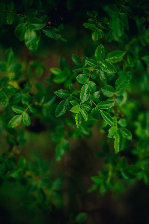 有关图案, 垂直拍摄, 增长的免费素材图片