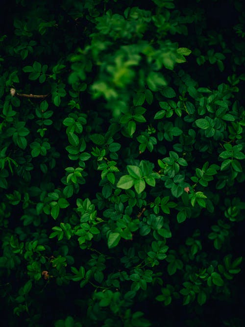 有关图案, 垂直拍摄, 增长的免费素材图片