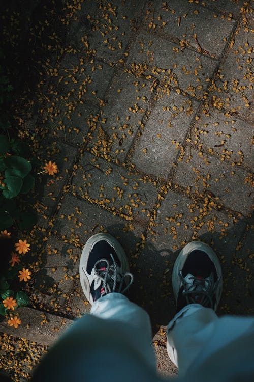 有关下落, 乾燥花, 光的免费素材图片