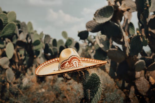 有关仙人掌, 墨西哥, 墨西哥人的免费素材图片