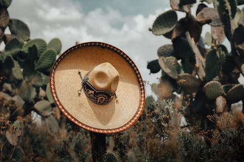 有关仙人掌, 墨西哥, 墨西哥人的免费素材图片