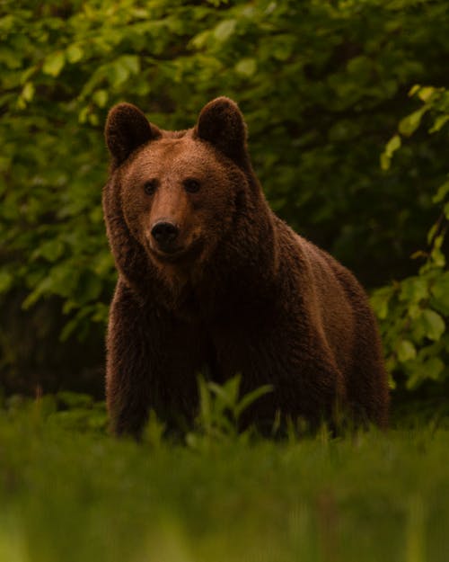 有关公园, 冷静, 动物学的免费素材图片