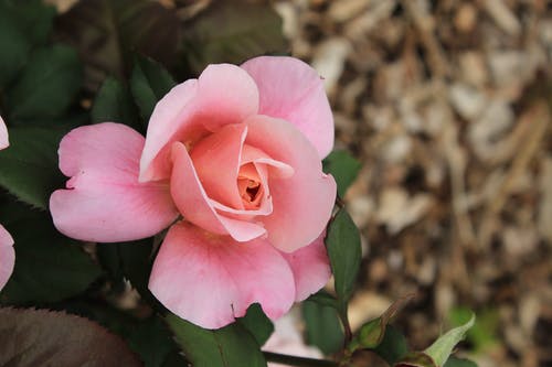 有关天性, 户外, 特写的免费素材图片