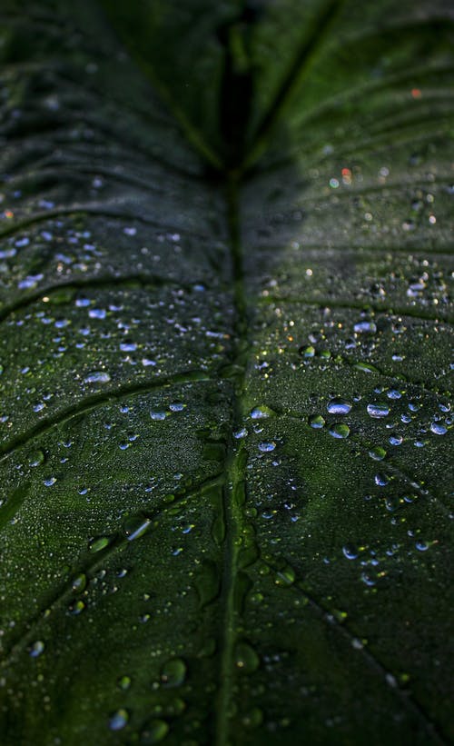 有关图案, 垂直拍摄, 天性的免费素材图片