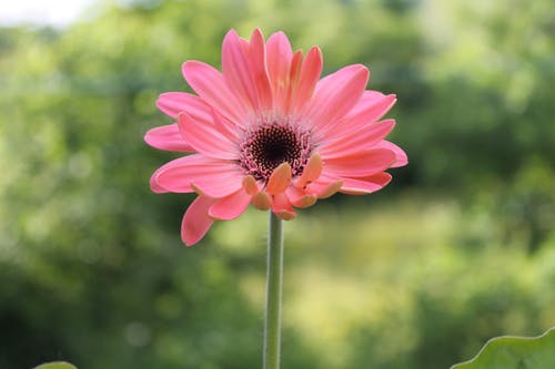 有关“非洲菊雏菊”, 增长, 天性的免费素材图片