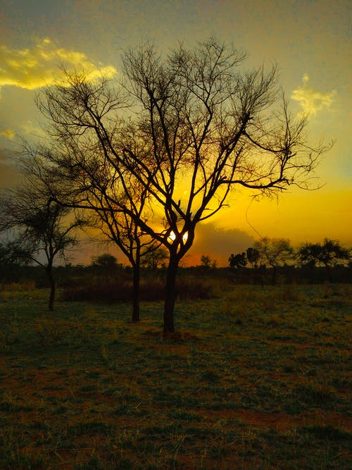 有关乾枯, 光秃秃的树木, 剪影的免费素材图片