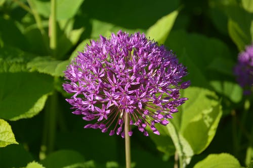 有关多年生, 天性, 户外的免费素材图片