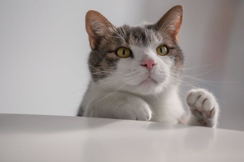 有关动物, 可爱, 可爱的的免费素材图片