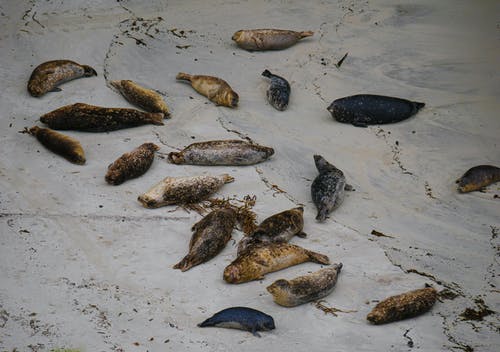 有关休息, 加州, 密封件的免费素材图片