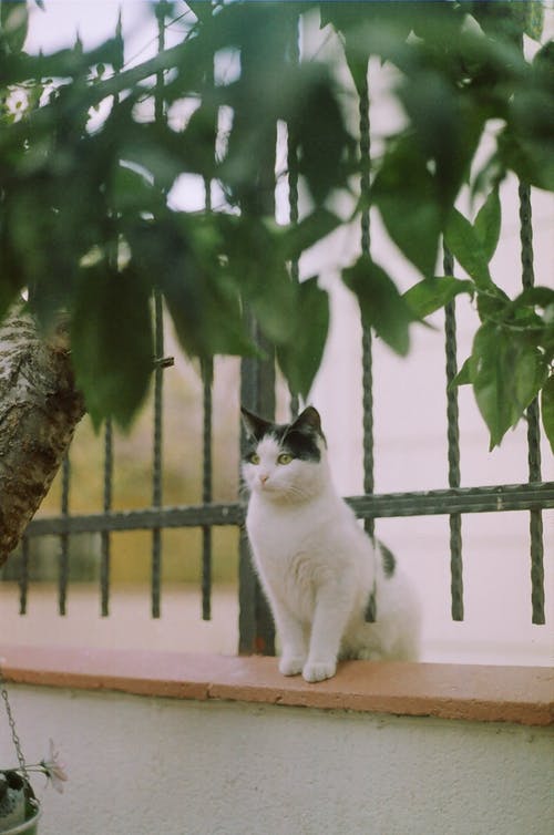 有关可爱, 可爱的, 哺乳动物的免费素材图片