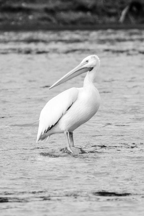 有关@户外, 动物, 单色的免费素材图片