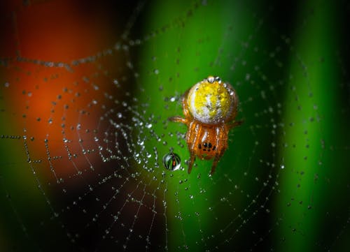有关令人不寒而栗的, 动物, 动物摄影的免费素材图片