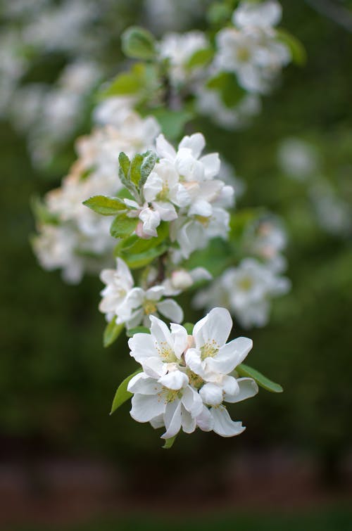 有关垂直拍摄, 植物群, 模糊的背景的免费素材图片
