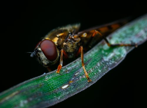 有关昆虫, 栖息, 机翼的免费素材图片
