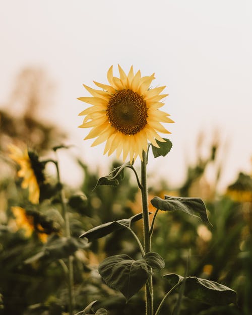 有关向日葵, 向日葵田, 垂直拍摄的免费素材图片
