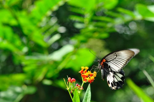 有关昆虫, 浅焦点, 特写镜头的免费素材图片