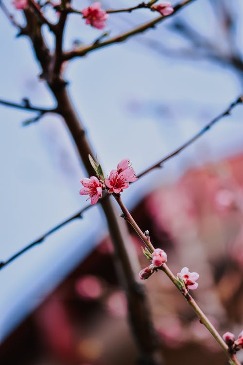 有关垂直拍摄, 模糊的背景, 樱花的免费素材图片