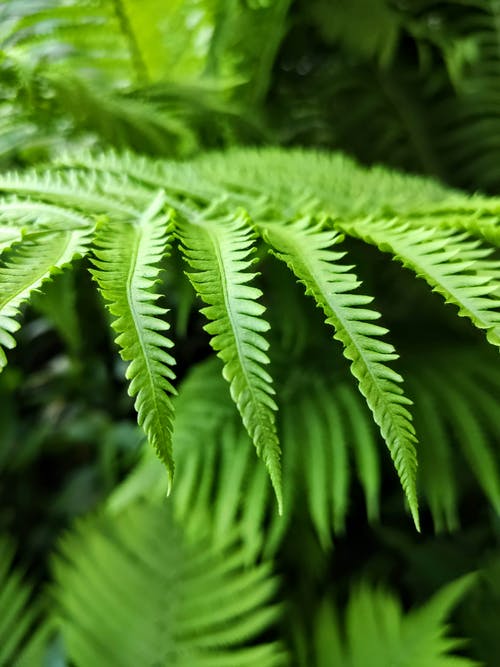 有关垂直拍摄, 工厂, 树叶的免费素材图片