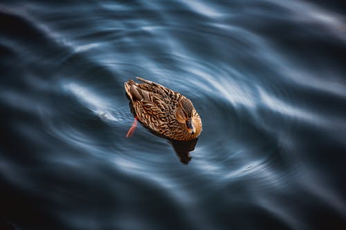 有关动物, 水, 涟漪在水面上的免费素材图片