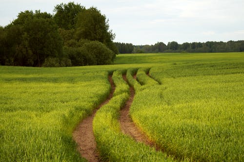 有关天性, 小径, 户外的免费素材图片