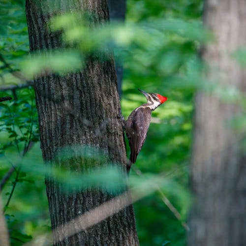 有关pileated啄木鸟, 动物, 吠的免费素材图片