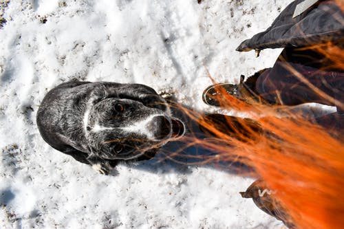 有关牛狗, 狗, 紅髮的免费素材图片