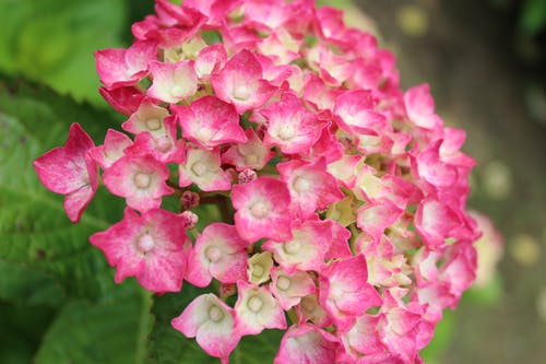 有关景观植物, 特写, 粉红色的花的免费素材图片