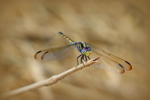 有关微妙, 微距摄影, 昆虫学的免费素材图片