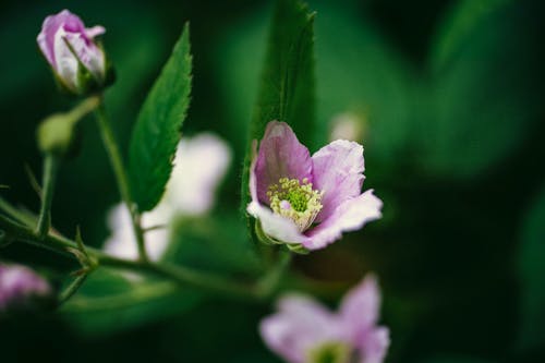 有关树叶, 特写, 盛开的鲜花的免费素材图片