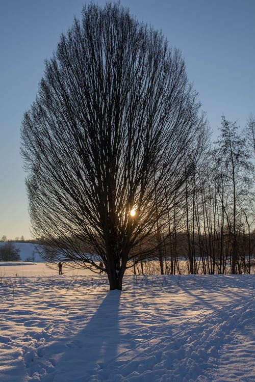 有关冬季, 冷, 叶儿的免费素材图片