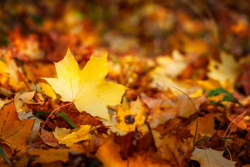 有关倾斜移位, 枫叶, 秋叶的免费素材图片