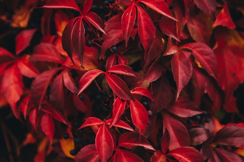 有关倾斜移位, 红色的叶子, 郁郁葱葱的免费素材图片