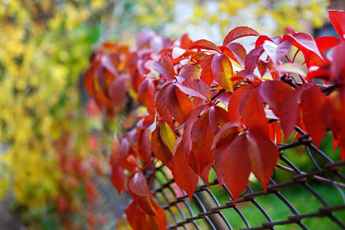 有关倾斜移位, 浅焦点, 红色的叶子的免费素材图片