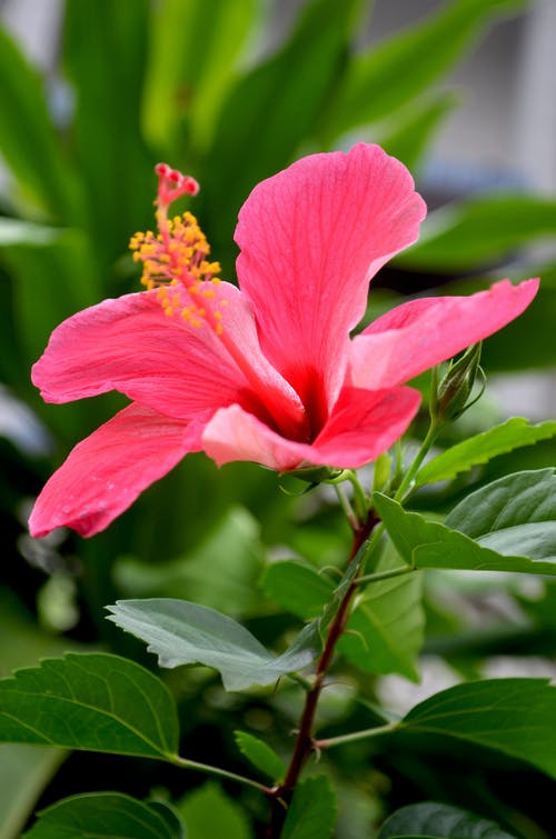 有关充满活力, 垂直拍摄, 增长的免费素材图片