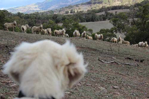 有关一群动物, 动物, 哺乳动物的免费素材图片