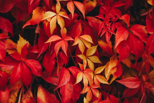 有关倾斜移位, 浅焦点, 红色的叶子的免费素材图片