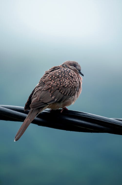 有关垂直拍摄, 户外, 栖息的鸟的免费素材图片