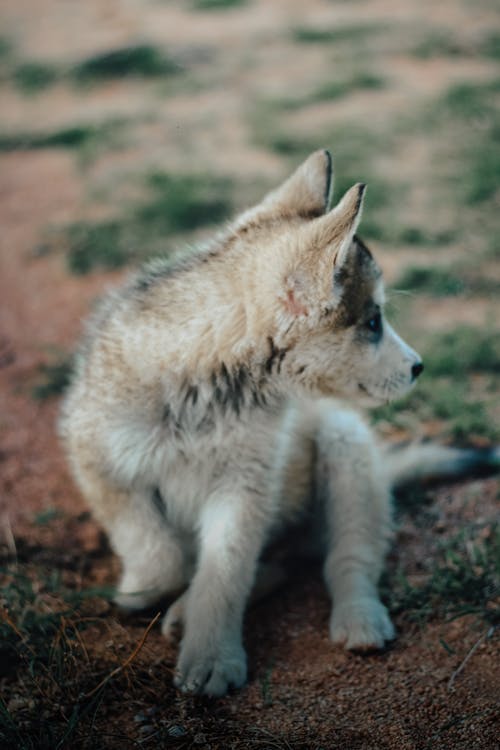 有关动物, 动物摄影, 可爱的免费素材图片
