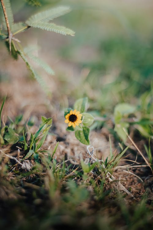 有关含羞草, 地面, 垂直拍摄的免费素材图片
