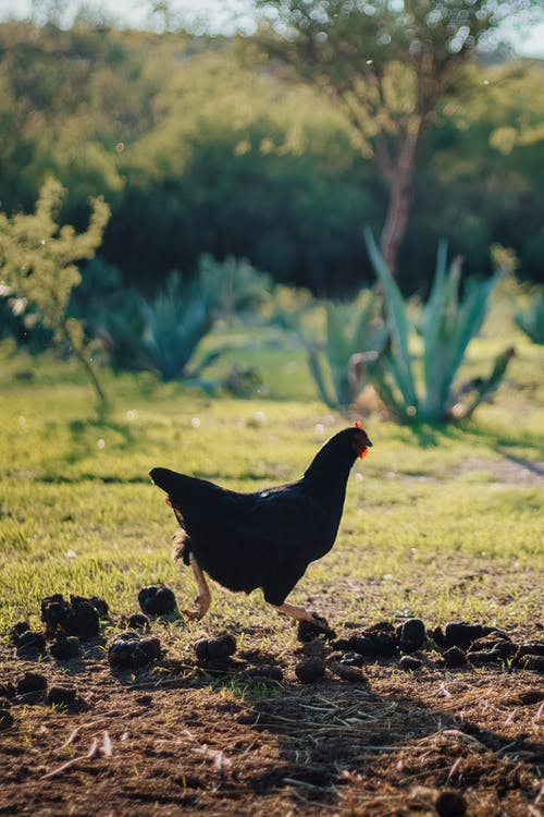 有关动物, 垂直拍摄, 家禽的免费素材图片