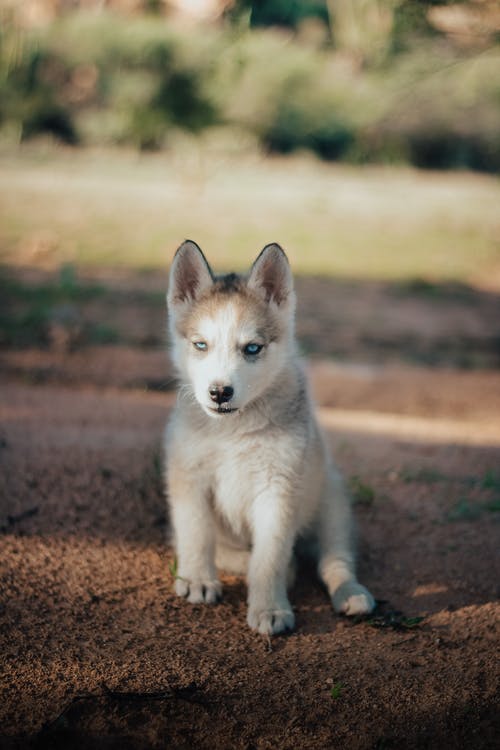 有关动物, 可爱, 可爱的的免费素材图片