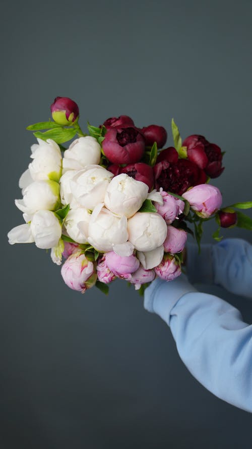 有关新鲜, 玫瑰, 白色的免费素材图片