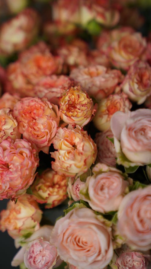 有关倾斜移位, 新鲜, 玫瑰的免费素材图片