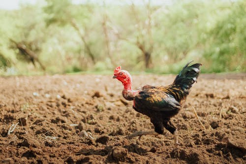 有关公鸡, 动物, 动物摄影的免费素材图片